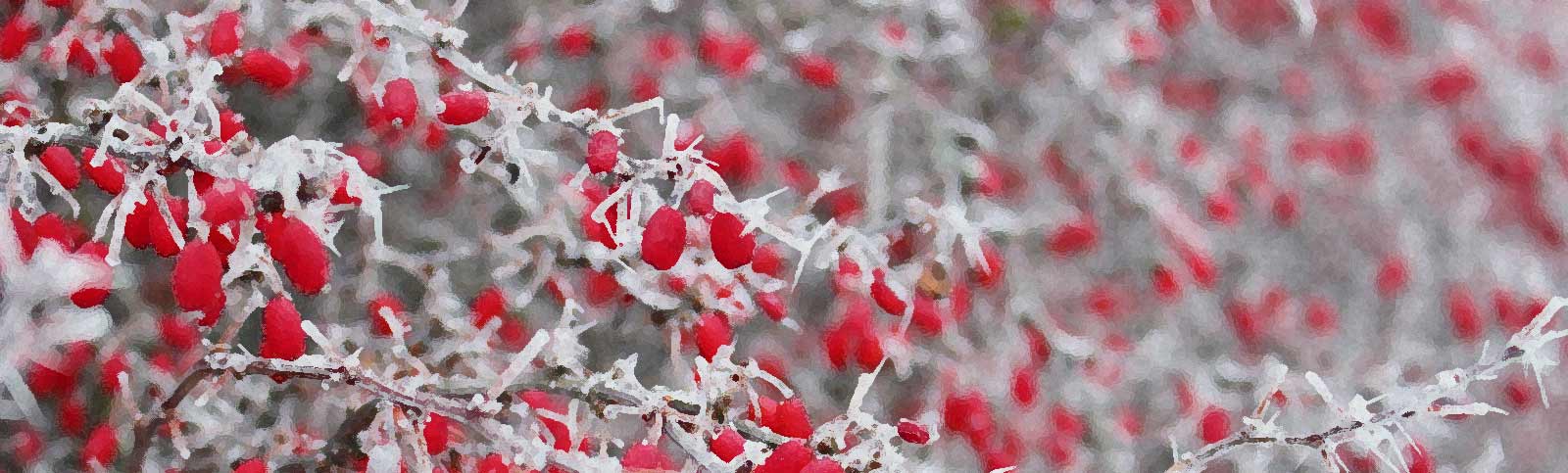 4 Tips For Maintaining Your Garden In Winter