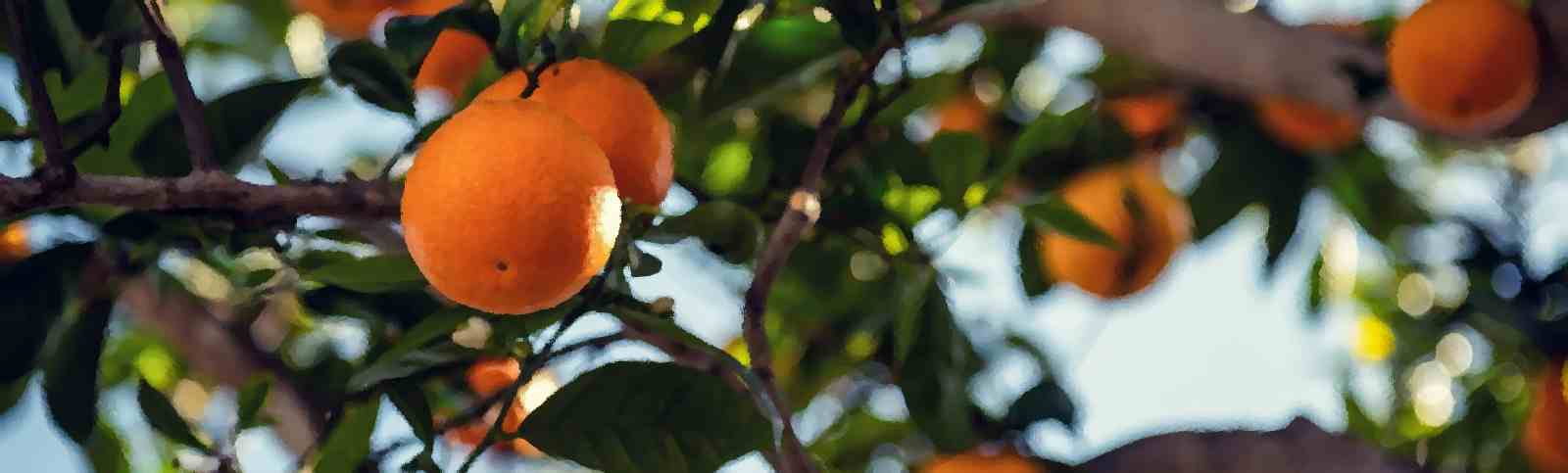 The Basics of Growing Peach and Nectarine Trees as Fan Trees