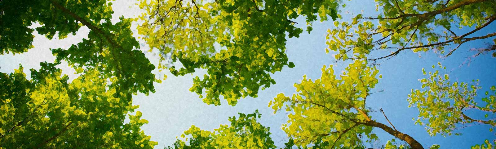 How Tree Surgeons Helps Improve the Health of Trees