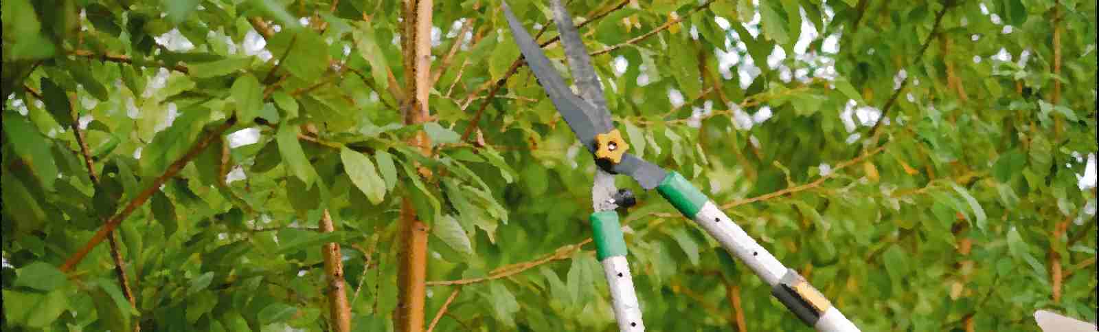Homeowners Guide: Is Tree Pruning Necessary?